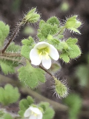 Veronica cymbalaria