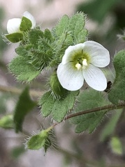 Veronica cymbalaria