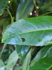 Wilsonomyces carpophilus