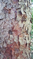 Commiphora harveyi
