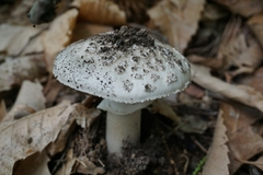 Amanita junquillea