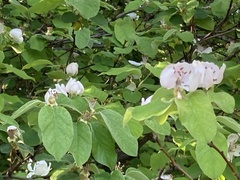 Cydonia oblonga