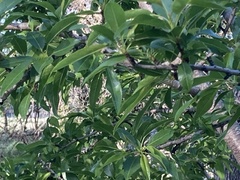 Prunus amygdalus