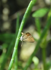 Brephidium pseudofea