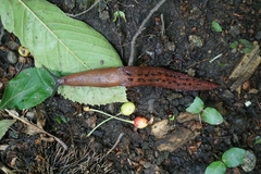 Limax dacampi