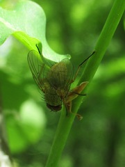 Helina impuncta
