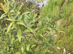 Umbellularia californica