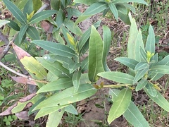 Umbellularia californica