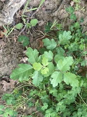 Toxicodendron diversilobum