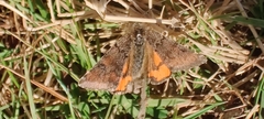 Archiearinae