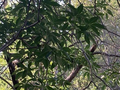 Aesculus californica