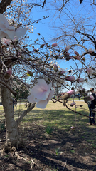 Magnolia × soulangeana