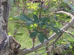 Aesculus californica