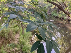 Aesculus californica