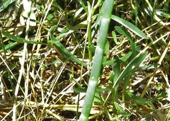 Brephidium pseudofea