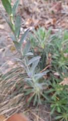 Alyssoides utriculata