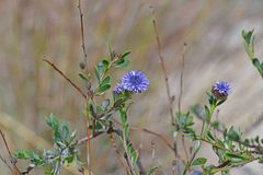 Globularia alypum