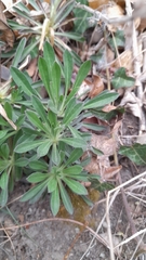 Alyssoides utriculata