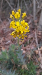 Alyssoides utriculata