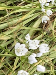 Allium neapolitanum