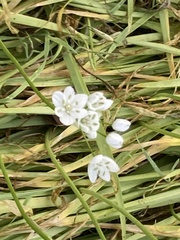 Allium neapolitanum