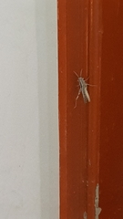 Chorthippus brunneus