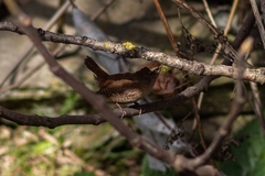 Troglodytes troglodytes