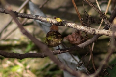 Troglodytes troglodytes