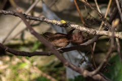 Troglodytes troglodytes