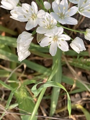 Allium neapolitanum
