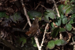 Troglodytes troglodytes