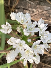 Allium neapolitanum