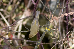 Phylloscopus collybita