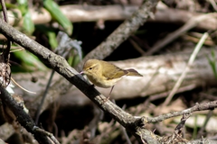Phylloscopus collybita