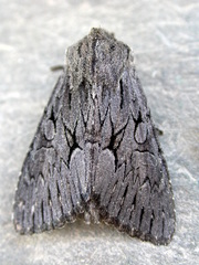 Fishia yosemitae