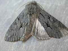 Fishia yosemitae