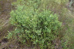 Agathosma apiculata