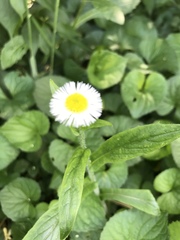 Erigeron philadelphicus