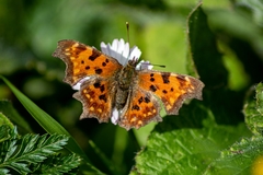 Polygonia c-album