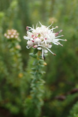 Agathosma apiculata
