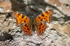 Polygonia c-album