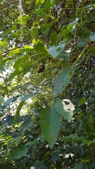 Cordia caffra