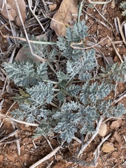 Vesper macrorhizus