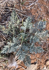 Vesper macrorhizus