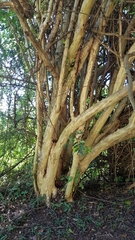 Cordia caffra