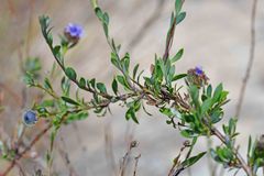 Globularia alypum
