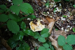 Amanita junquillea