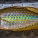 Eastern Rainbowfish - Photo (c) spqrblake, some rights reserved (CC BY-NC), uploaded by spqrblake