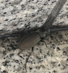 Carabus rugosus celtibericus