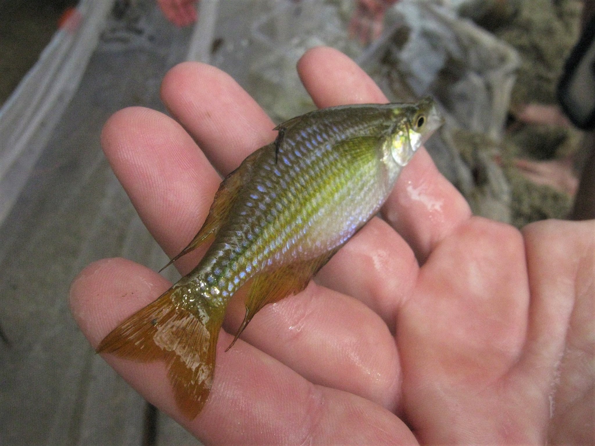 Eastern Rainbowfish (Melanotaenia splendida) · iNaturalist NZ